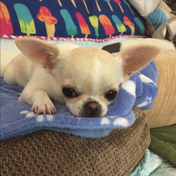 Meet your Posher, Donna - Picture 2 of 5